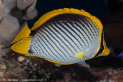 BD-100920-Fury-Shoal-1842-Chaetodon-melannotus.-Bloch---Schneider.-1801-[Blackback-butterflyfish].jpg